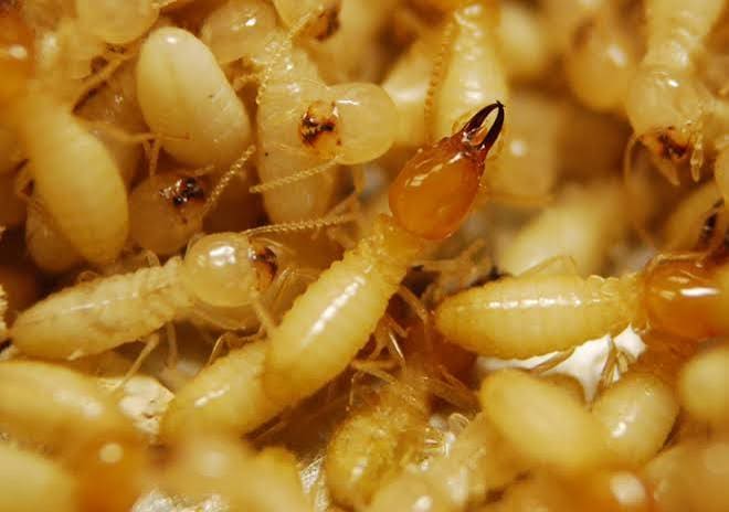 Termites